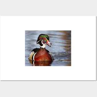 Wood Duck laugh Posters and Art